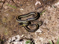 image of garter_snake #7