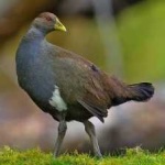 image of bird