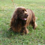 image of sussex_spaniel #3