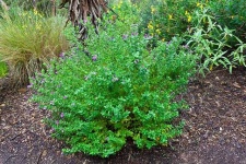 image of bush