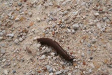 image of slug