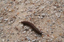 image of slug #20