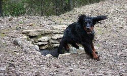 image of gordon_setter #16