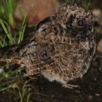image of bird
