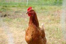 image of chicken #14