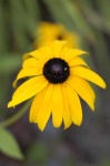 image of flower