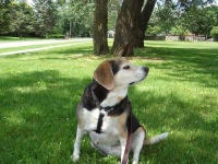 image of beagle