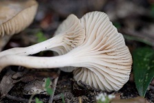 image of mushrooms