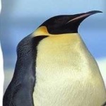 image of bird