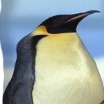 image of emperor_penguin #3