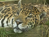 image of jaguar_car