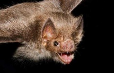 image of animal