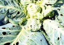 image of damage_to_cabbage_leaves