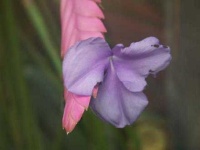 image of flower
