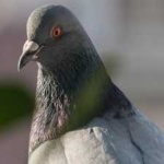 image of bird