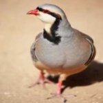 image of bird