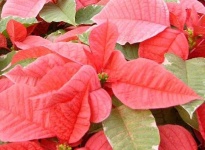 image of poinsettia #8