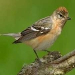 image of bird