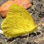 image of animal