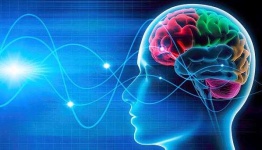 image of brain