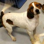image of walker_hound