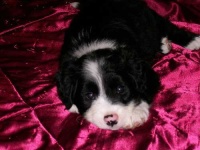 image of border_collie