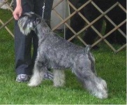 image of standard_schnauzer #2