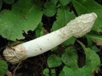 image of stinkhorn
