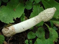 image of stinkhorn #24