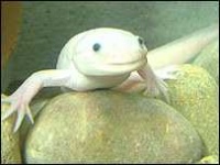 image of axolotl