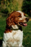 image of brittany_spaniel