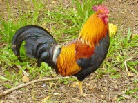 image of animal