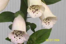 image of flower