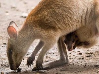 image of wallaby