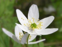 image of flower