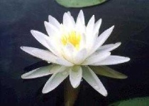 image of water_lilly