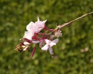 image of flower
