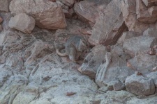 image of animal