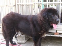 image of tibetan_mastiff #30