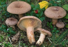image of mushrooms