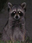 image of animal