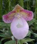 image of flower