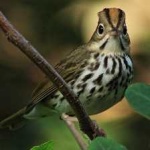 image of bird