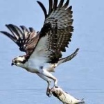 image of bird