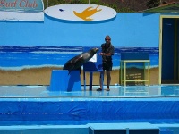 image of sea_lion