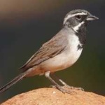 image of black_throated_sparrow #1