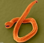 image of nematode