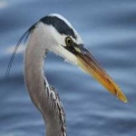 image of blue_heron #7