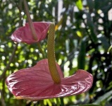 image of anthurium #33