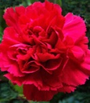 image of flower